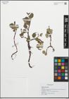 Foto von Salix reticulata L.